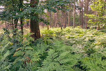 Image showing Deciduous forest in sunrise