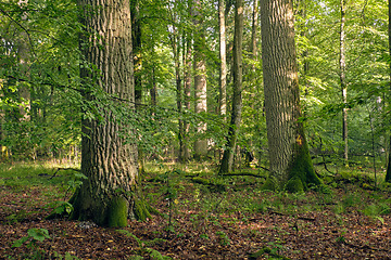 Image showing Old oak trees in morning mist