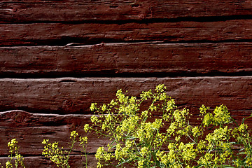 Image showing yellow flowers against timber wall