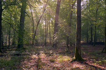 Image showing Old oak trees in morning mist