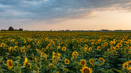 Image showing Sunflower field in summertime morning