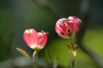 Image showing Flower,
