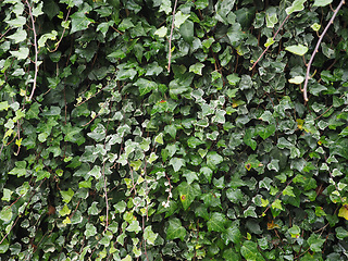 Image showing Ivy plant leaves