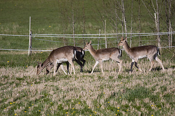 Image showing fallow deer