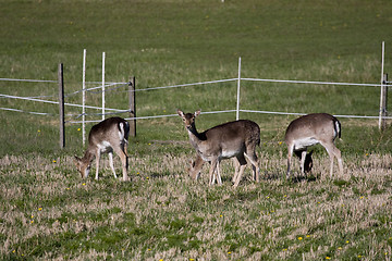 Image showing fallow deer