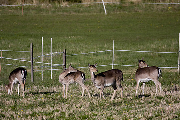 Image showing fallow deer