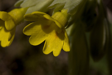 Image showing cowslip