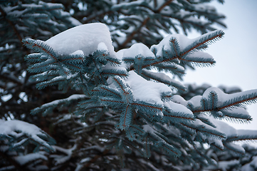 Image showing Snow-covered fir trees