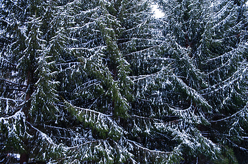 Image showing Snow-covered fir trees