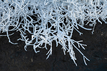 Image showing Trees covered with frost