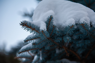 Image showing Snow-covered fir trees