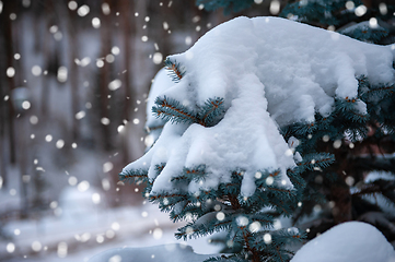 Image showing Snow-covered fir trees