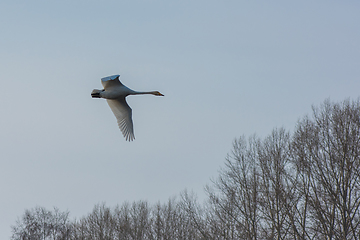 Image showing Beautiful white whooping swans