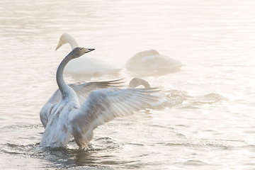 Image showing Beautiful white whooping swans