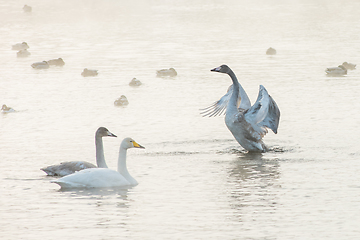 Image showing Beautiful white whooping swans