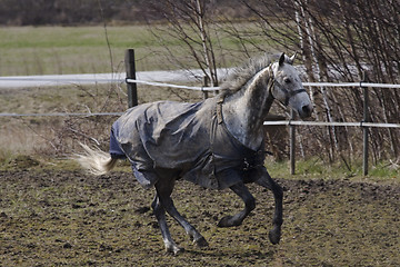 Image showing cantering horse