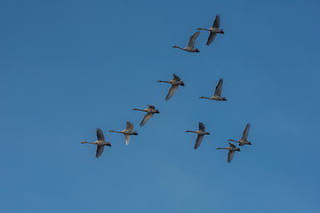 Image showing Beautiful white whooping swans