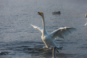 Image showing Beautiful white whooping swans