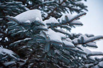 Image showing Snow-covered fir trees