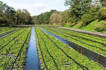 Image showing Wasabi field