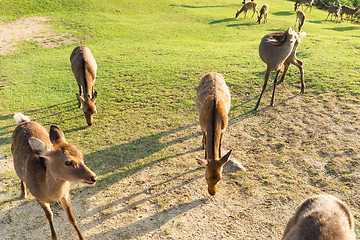 Image showing Deer at farm