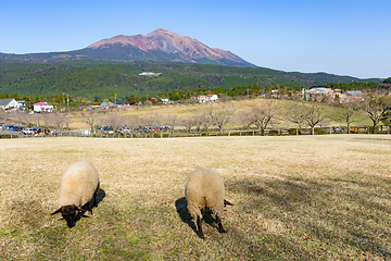 Image showing Sheep farm with mount Kirishima