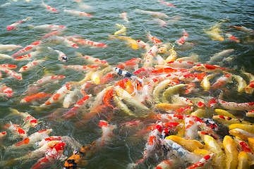 Image showing Colorful fancy carp fish, koi fish