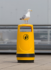 Image showing Seagull on an old yellow bin