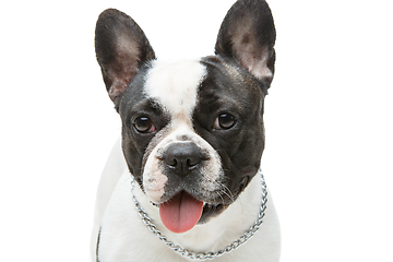 Image showing french bulldog dog isolated on white background