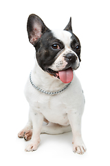 Image showing french bulldog dog isolated on white background