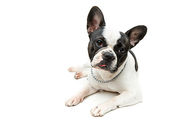 Image showing french bulldog dog isolated on white background