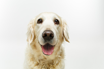 Image showing beautiful adult golden retriver dog on white background