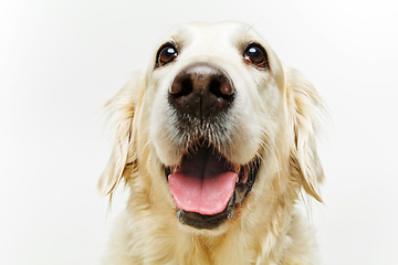 Image showing beautiful adult golden retriver dog on white background