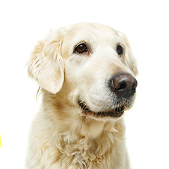 Image showing beautiful adult golden retriver dog on white background