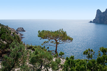 Image showing Tree in mountains, sea, sky. Ukraine. Southern coast of Crimea.