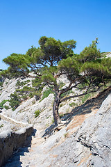 Image showing Tree in mountains. Ukraine. Southern coast of Crimea.