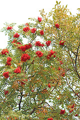 Image showing Rowanberry tree