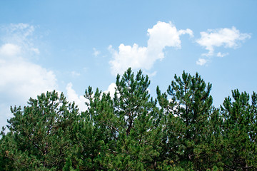 Image showing Green pines against the sky and clouds