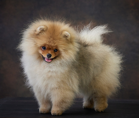 Image showing portrait of pomeranian spitz puppy
