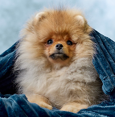 Image showing portrait of pomeranian spitz puppy