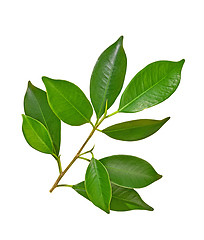 Image showing green leaves isolated on white background