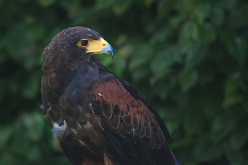 Image showing black and brown eagle