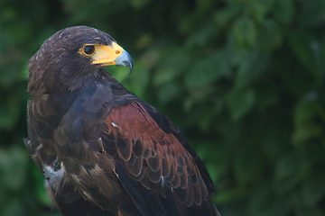 Image showing black and brown eagle