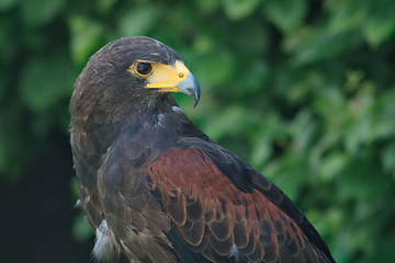 Image showing black and brown eagle