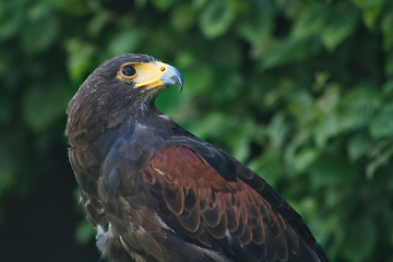 Image showing black and brown eagle