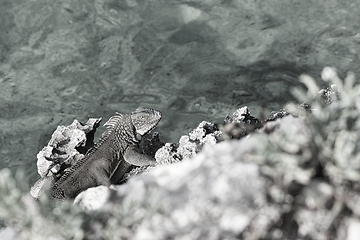 Image showing Green iguana