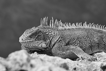 Image showing Green iguana