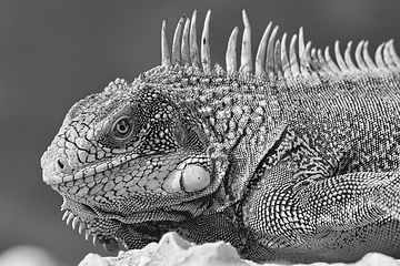 Image showing Green iguana