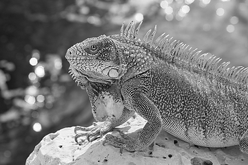 Image showing Green iguana