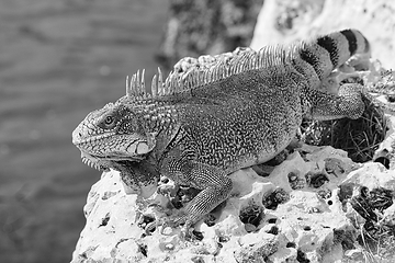 Image showing Green iguana